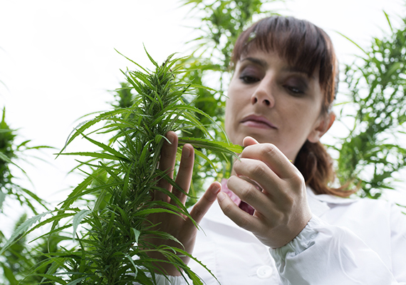 Cannabis Insurance Image