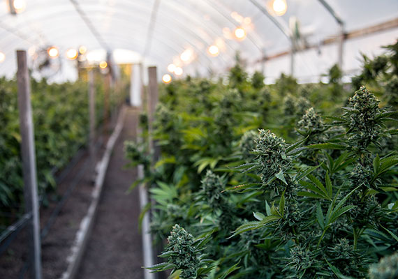 Thumbnail-CBD-Insurance