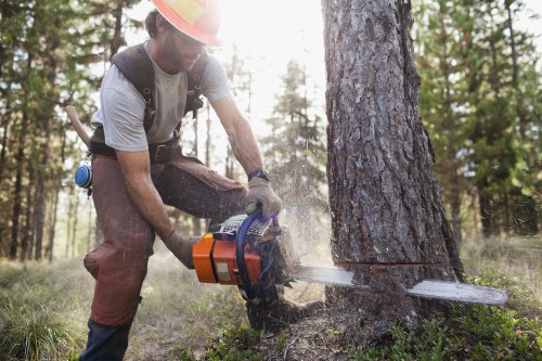 Logging Insurance 
